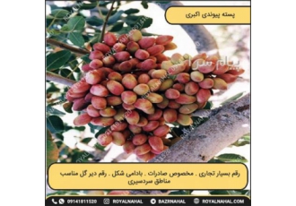 خرید نهال پسته پایه اکبری