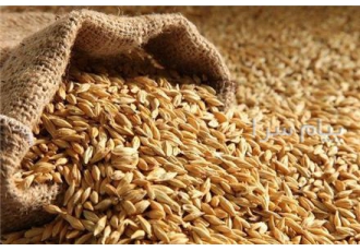 فروش گندم و جو