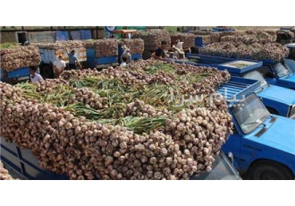 فروش سیر صادراتی در جعفرآباد فروش سیر دشت مغان صادراتی درجه یک زیر قیمت