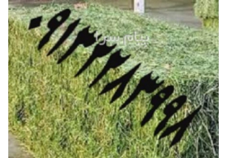 خرید یونجه و کاه