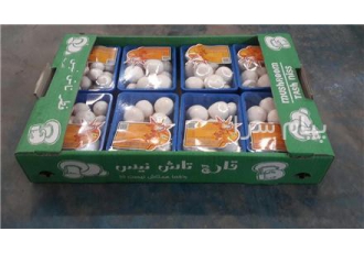 تولید و پخش قارچ دکمه ای و بلنچ قارچ شرکت کشت و صنعت نجم با برند قارچ