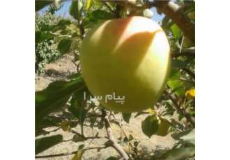 نهال فروشی