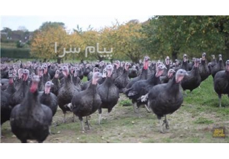 مشارکت در پرورش بوقلمون شرح چگونگی مشارکت در تماس تلفنی و در موقع
