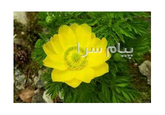 طراحی سایت واجرای خدمات فن آوری اطلاعات در تهران لطفاً جهت دریافت نمونه