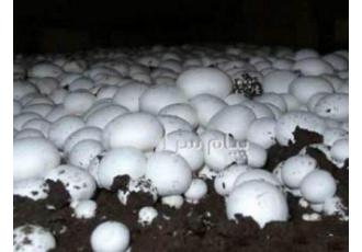 فروش کمپوست ملارد و جوانه در مرند تأمین کمپوست و خاک پوششی با کیفیت