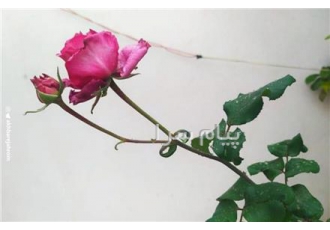 جویای کار باغبانی در جهرم اشنای کامل به امور باغ همه کاری می کنم باغ