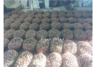 فروش گردو تازه و خشک