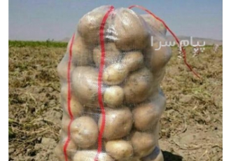 خریدار سیب زمینی درجه+A جهت صادرات