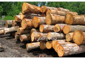 خرید انواع چوب خریدار انواع چوب صنوبر گردو چنار و ضابعات باغی با قیمت