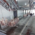 طراحی و ساخت کشتارگاه دام در انواع متراژ در تهران طراحی و ساخت کشتارگاه