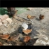 جوجه یک روزه مرغ و جوجه شاخدار در الوند جوجه یک روزه محلی و جوجه مرغ