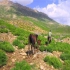 خرید و فروش جاشیر (جَوشیر) کوهی با سلام فروش جاشیر جَوشیر کوهی جهت
