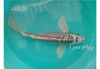 فروش بچه ماهی کوی