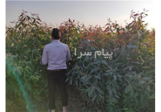 نهال آکالیپتوس