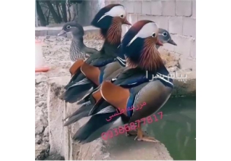 فروش انواع جوجه اردک ماندارین فروش جوجه اردک ماندارین سفید و رنگی انواع