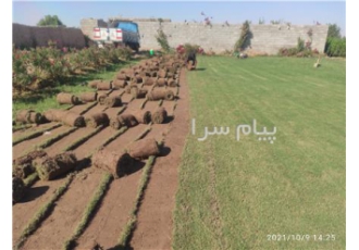 فروش چمن رول گرمسیری