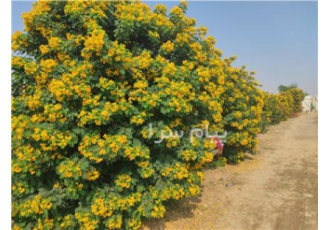 فروش انواع نهال گرمسیری و نیمه گرمسیری در دزفول با سلام و احترام خدمت