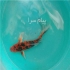 فروش بچه ماهی کوی در یزد فروش عمده بچه ماهی کوی پوست چرم باله بلند