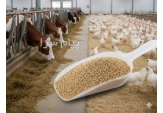 بنتونیت بستر گاوداری و مرغ داری در سمنان فروش بنتونیت بستر دام و طیور
