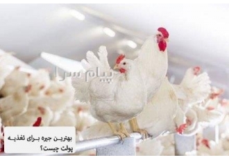 فروش پولت ۹۳ روزه در مشهد شرکت سبز پویش فروش پولت 93 روزه نژاد های ال
