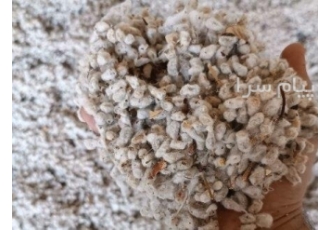 پنبه دانه تخم پنبه در قم پنبه دانه خشک بدون رطوبت بدون پوست دار درجه یک