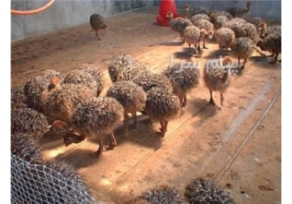 فروش جوجه شترمرغ در مشهد شرکت سبز پویش فروش جوجه شترمرغ با قیمت