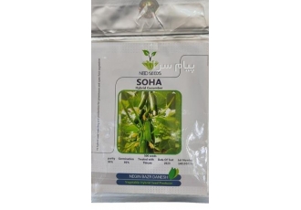 بذر خیار اصلاحی اصفهان بذر خیار مینی سها بذر خیار سها f1 بذر خیار
