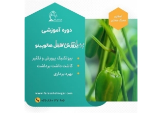 آموزش تخصصی فلفل هالوپینو فلفل دلمه ای فلفل شمشیری در تهران آموزش تخصصی