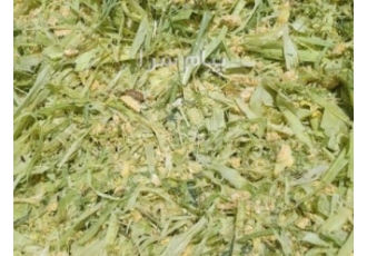 فروش علوفه ذرت مکزیکی شیرین و چاپر شده ذرت خشک و علوفه از غذاهای اصلی